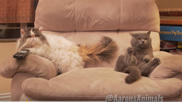 Hilarious Cats Throw Epic House Party