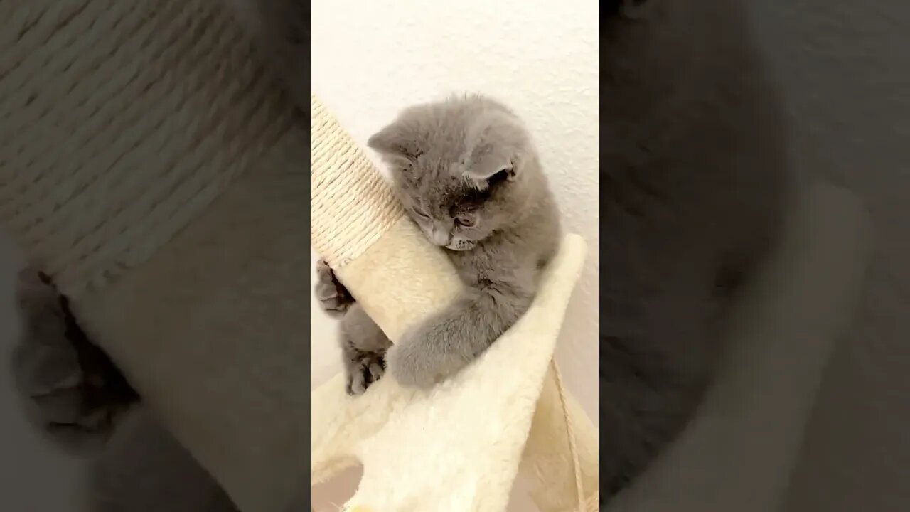Mimiko the kitten playing on the rope is adorable and cute