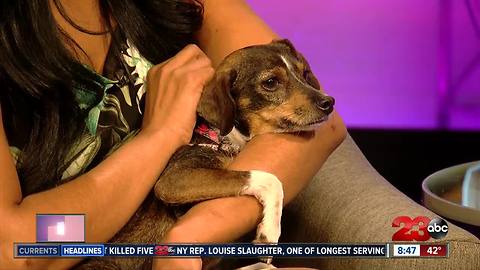 23ABC Pet of Week