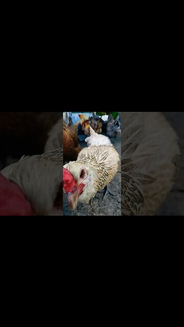 Happy Chickens #homesteading #chickens #chickenlife