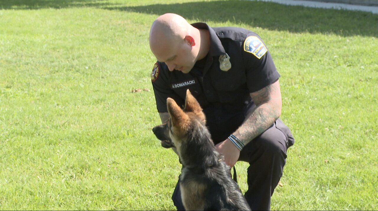Calendar spotlights police and rescue animals to help furry friends in need