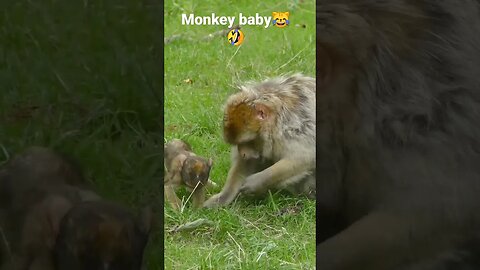 monkey baby😂🤣