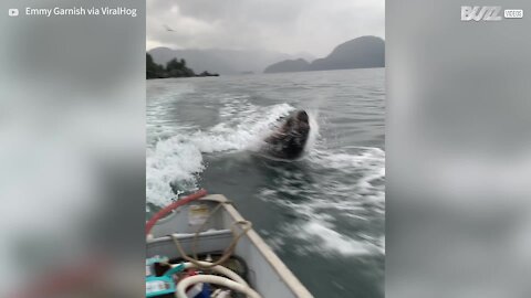 De sympathiques lions de mer nagent près d'un bateau