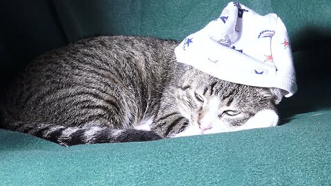Cat Wearing a Cap on His Head Is so Cute