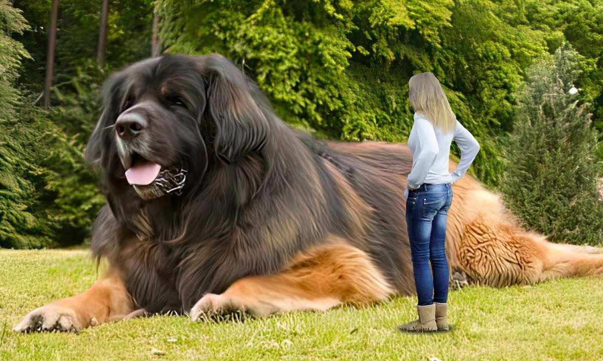 Animal Vised Presents: Giant Canine Wonders - The Biggest Dogs Captured on Phones