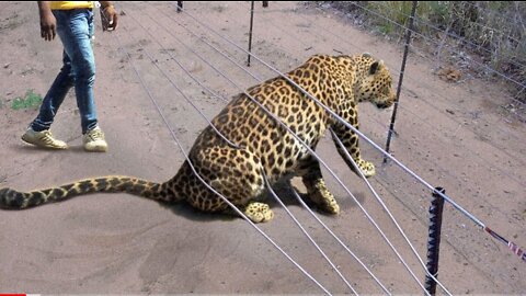 30 Animals That Asked People for Help & Kindness !