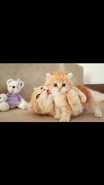 Mom Cat playing and talking to her Cute Meowing baby Kittens