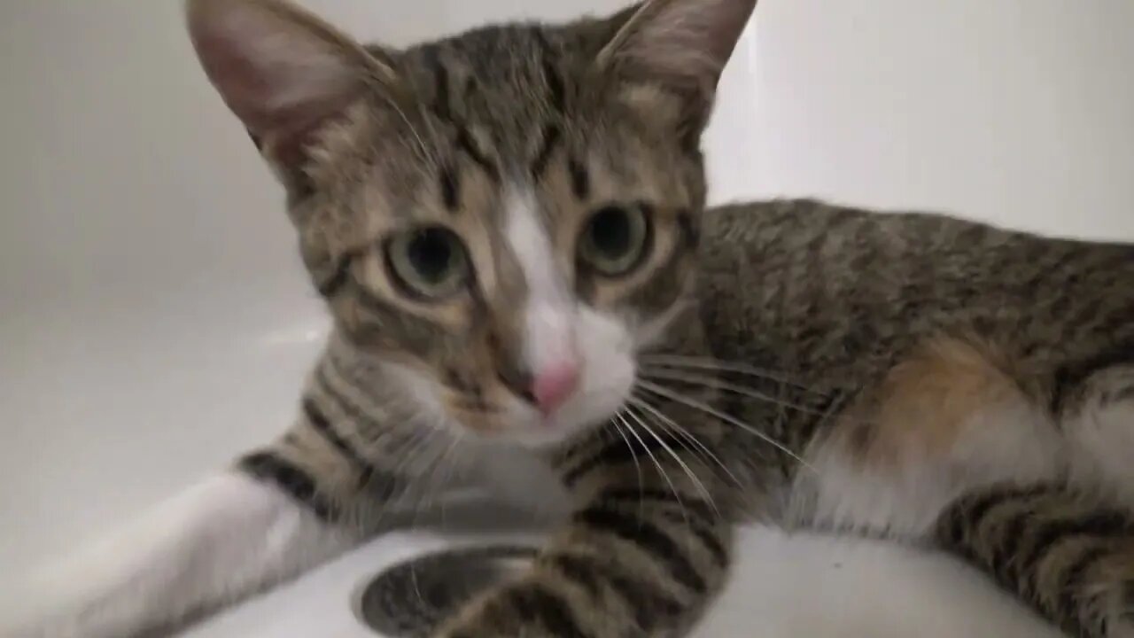 Cute Kitty Wakes Up and Scratches His Ear