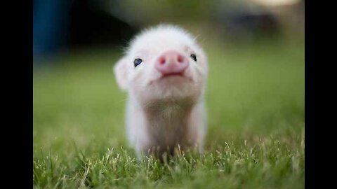 Super Cute Animals , Funny and Cute Animal Videos😘