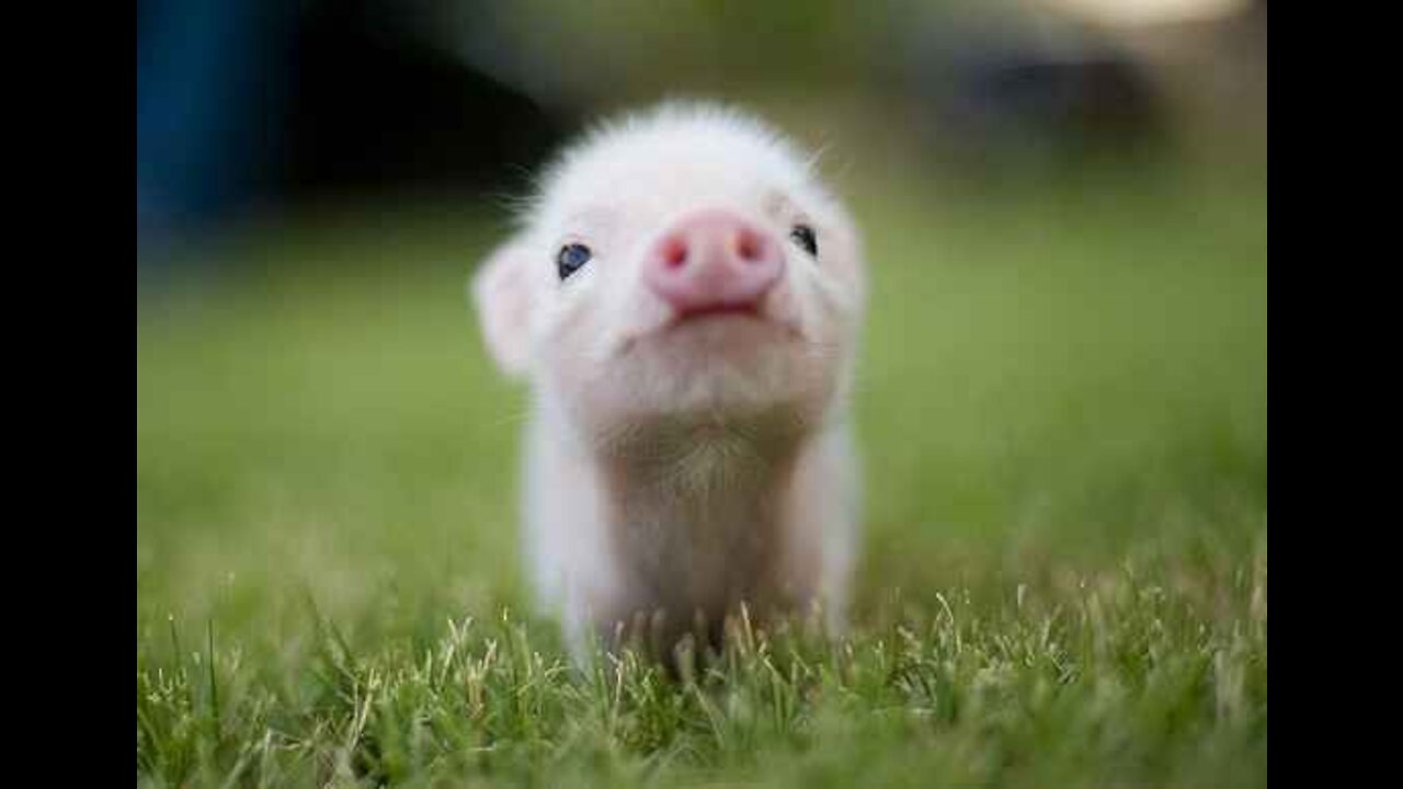 Super Cute Animals , Funny and Cute Animal Videos😘