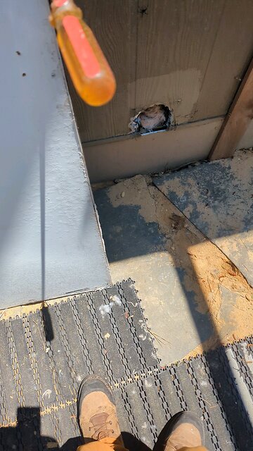 northern black widow spider (male)