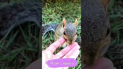cute squirrel feel me happy 😊 #SabirCool