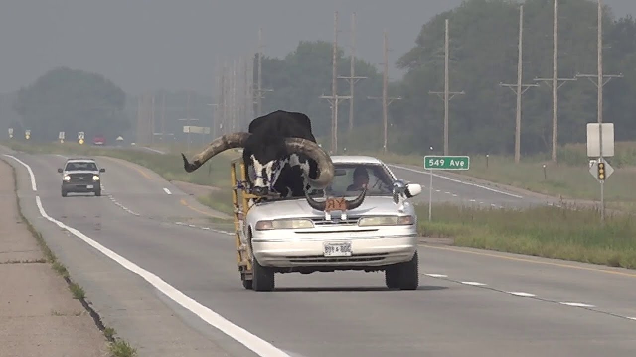 Driver pulled over for bull riding shotgun in car