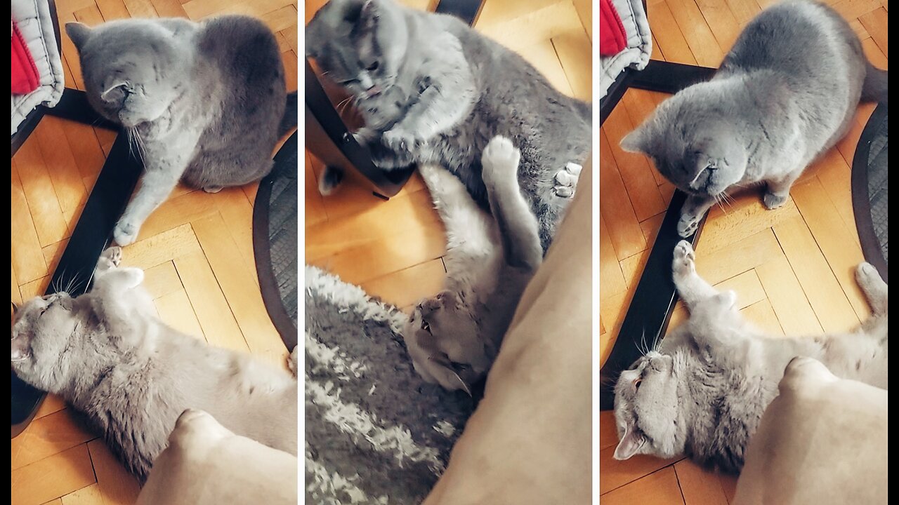 Two British Shorthair Queens playing in a hilarious way