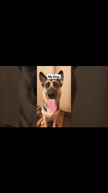 Perverted Cat Vs Perverted Dog