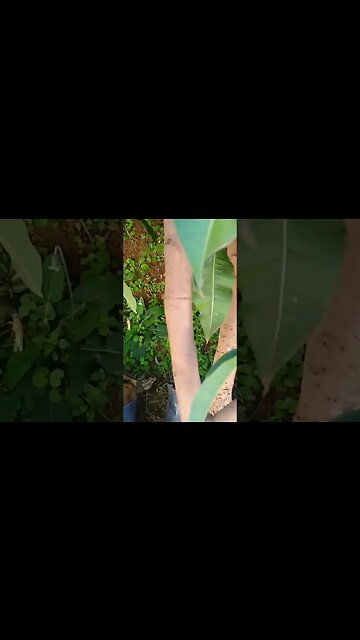 frutíferas produzindo em vaso jabuticaba branca Sabará branca vinho híbrida abacate manga bourbon...