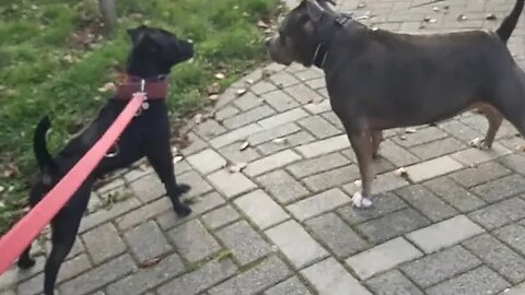 PATTERDALE SIZE: a BIG dog in a SMALL package! Black fell terriers size put into perspective. S/M/L