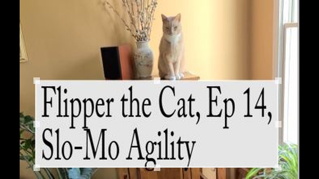 Flipper the Cat, Ep 14, Slo-Mo Agility