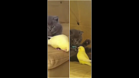 Cute kitten playing with little bird