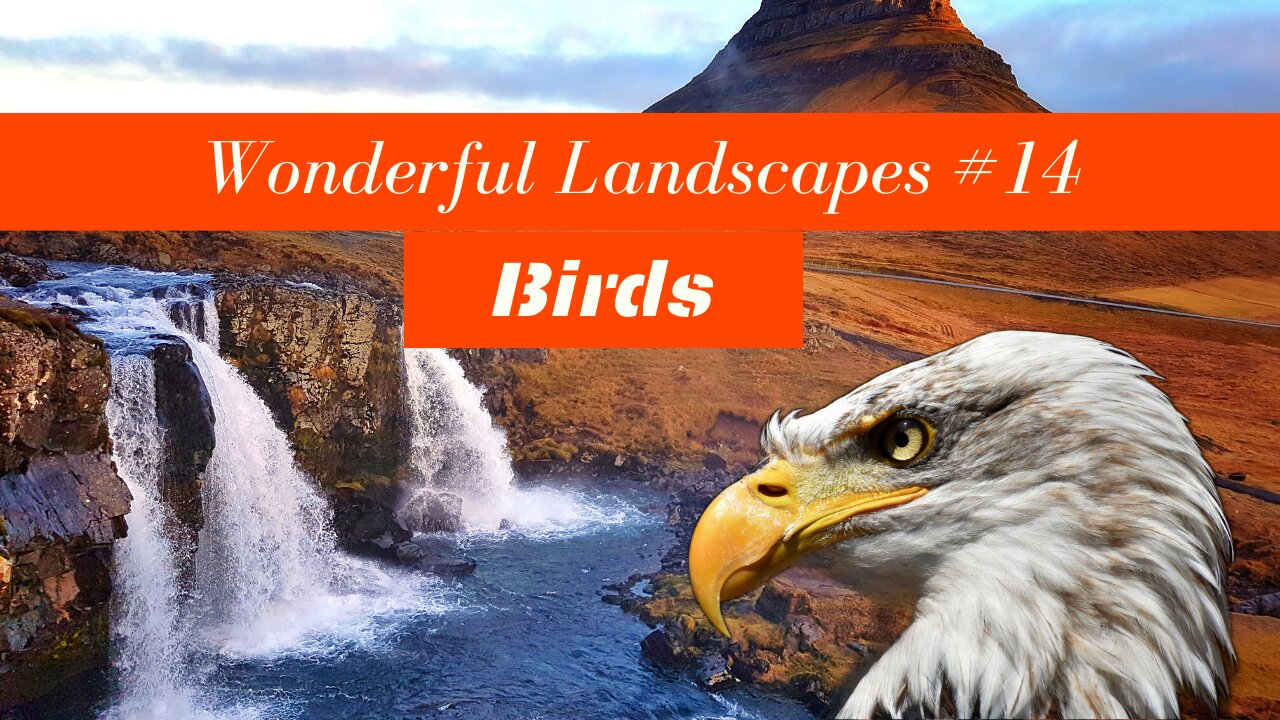 Wonderful Landscapes #14 - Birds in Wild