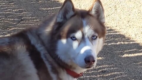 "Columbine" my California King Snake meets Rango the Huskie that EATS SNAKES!! p1