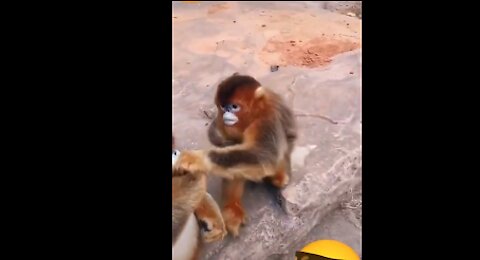 Funny monkeys and other unusual animals