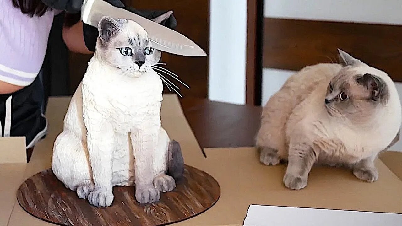 The Best Videos of Funny Cats