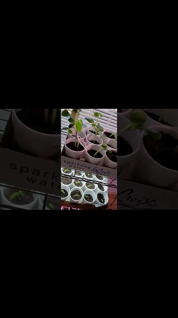 Seedlings are Underway