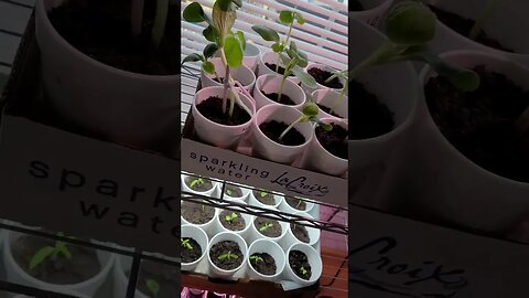 Seedlings are Underway