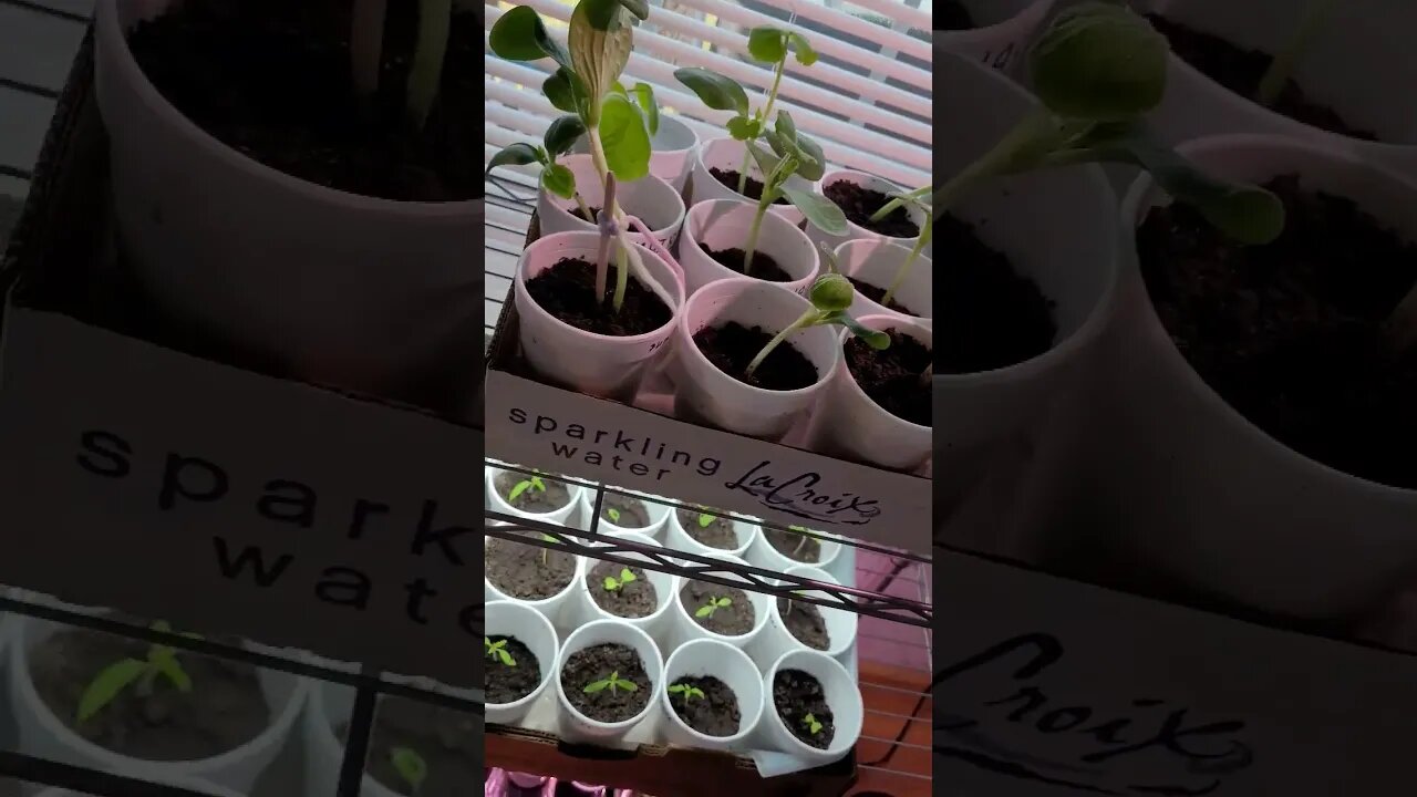 Seedlings are Underway