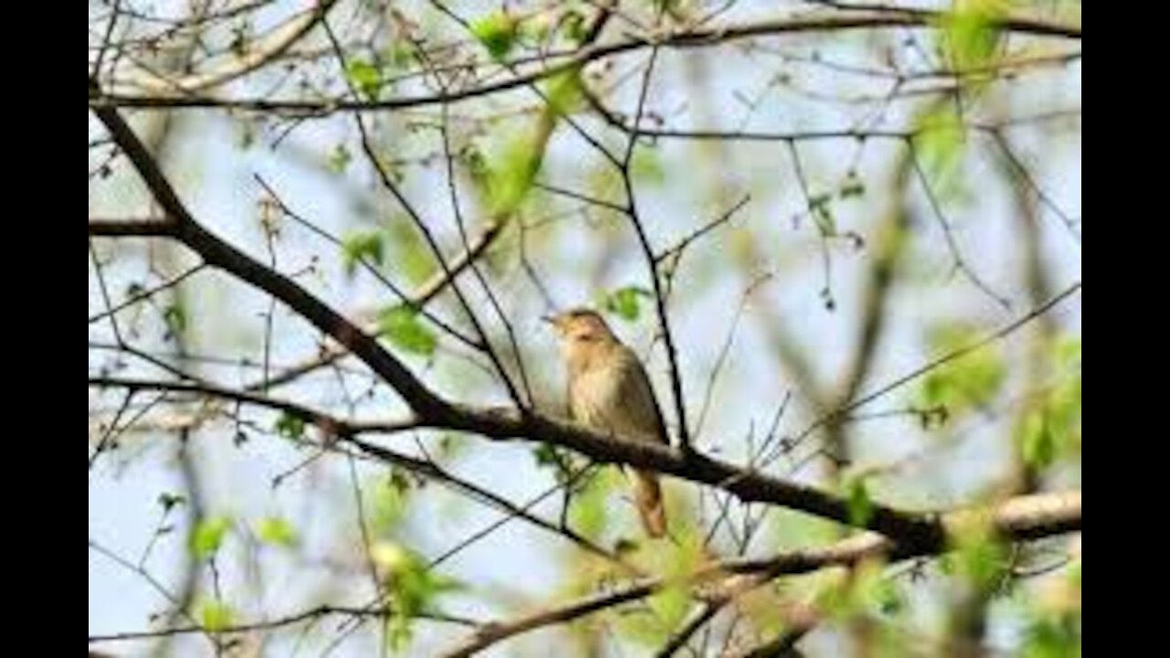 Enjoy Forest Stream Noise, Bird Songs, Soothing Sound of Nature