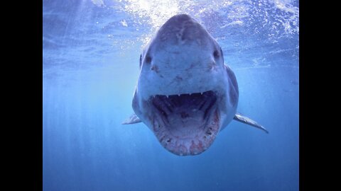 Un Requin Exceptionnel