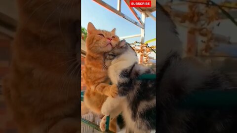 Cats Hugging #shorts #catsoftiktok #cutestcats #cats Hugging