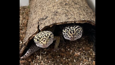 My Leopard Geckos