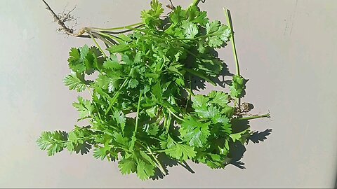 Cilantro Harvest from my garden