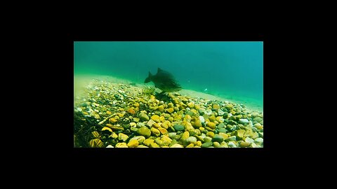 bass in a clear lake