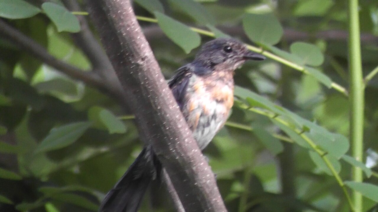 Robin having a shower, birds, nature Hit A Rumble +++