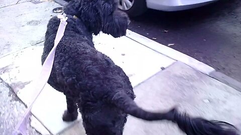 Dog Walk in South Philly with Ace, the Labradoodle, Part 2. Philadelphia, PA!