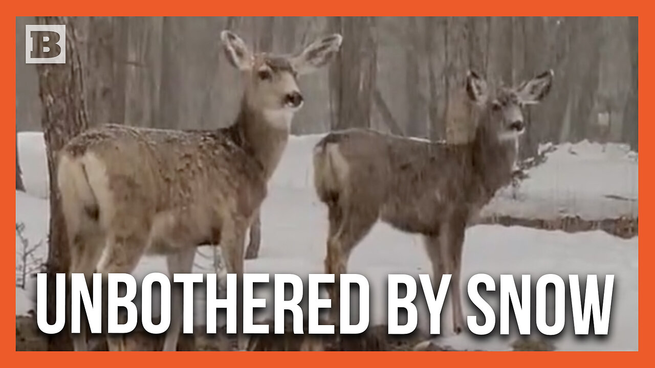 You Talkin' to Me? Deer Stare Down Cameraman While Completely Unbothered by Snowstorm