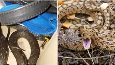 La cintura in pelle di serpente... vivo!