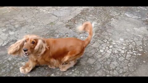 #dogshow , #animals , #dogs , #shorts