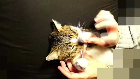 Squishing the Cat's Head