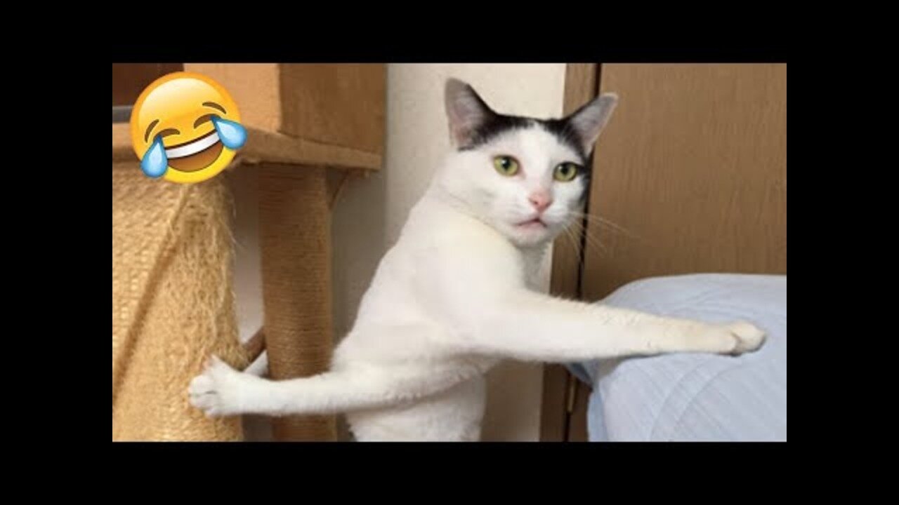 Funniest Cats and Dogs 🐶🐱 | Funny Animal videos # 3