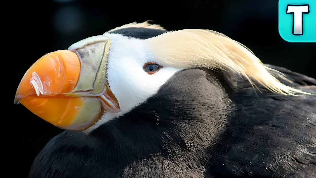 How do 5 Million Puffin Survive in the Middle of the Atlantic?