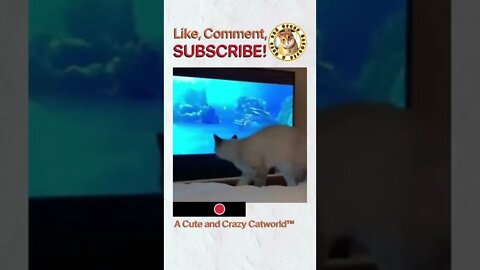 Time to LAUGH! 😹 This Kitty LOVES #Moana! 🌊🏄‍♀️ (#207) | Funny Cat Videos #Shorts