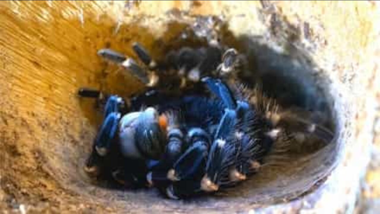 Footage captures rare moment tarantula sheds its skin