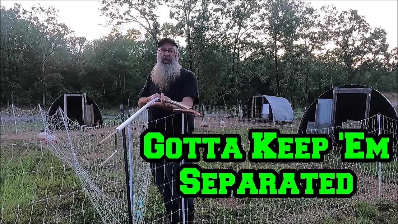 Gotta Keep 'Em Separated | Rain Softens Ground | Arkansas homestead chicken breeding electric fence