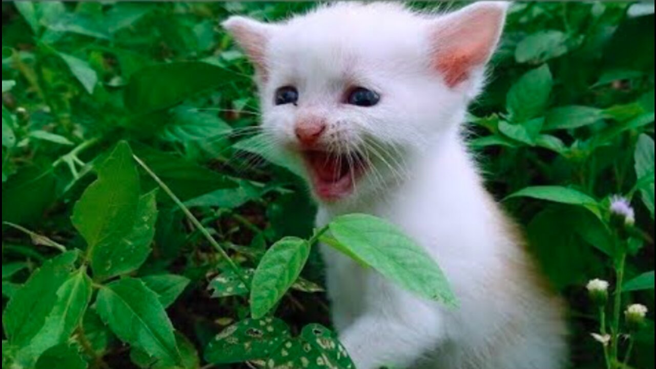 Baby Cats - New Funny Cat Videos of 2022 | Cat Calling Mother
