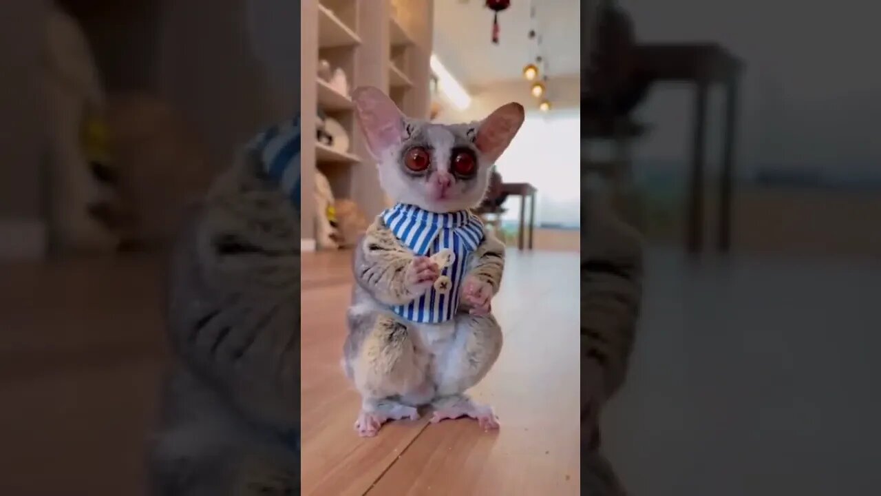 How To Change Your Bad Mood?Watch These Funny Animal Videos.😂😂