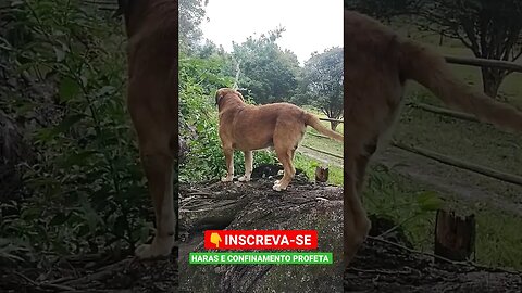 Cachorro de roça sobe até em árvore 👀#shorts #animals #roça #bicho #fazenda #sitio #pet #cachorro #1